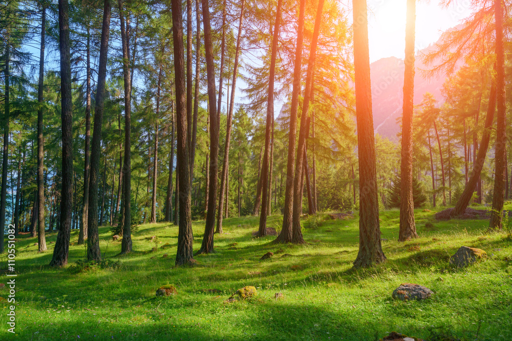 Obraz premium forest
