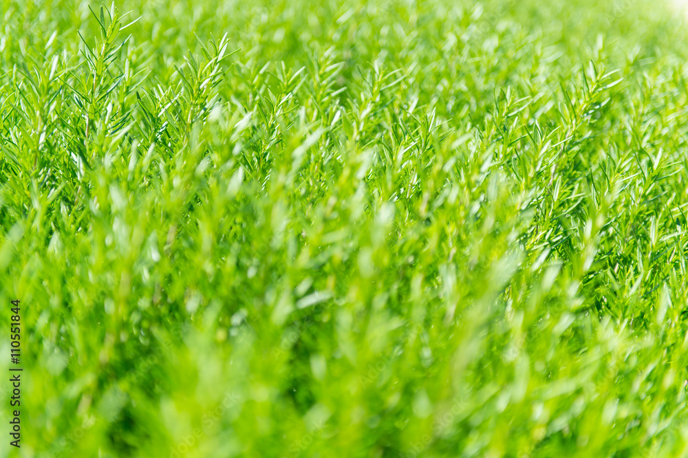 rosemary rosemary