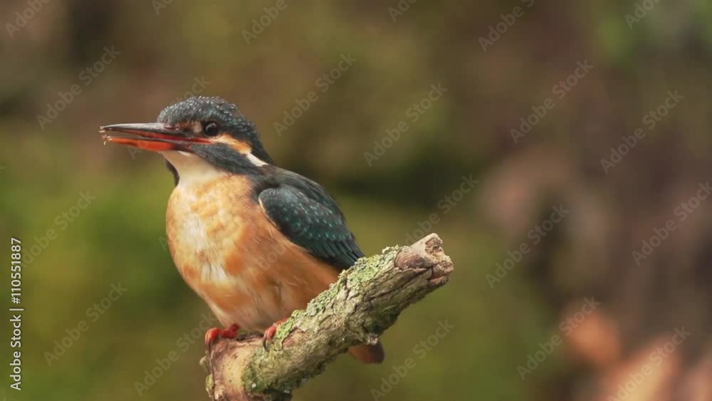 Kingfisher in springtime Kingfisher in springtime