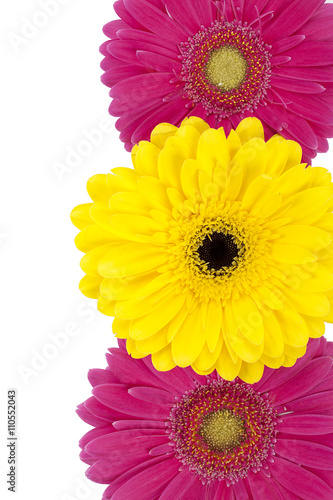 pink and yellow daisies