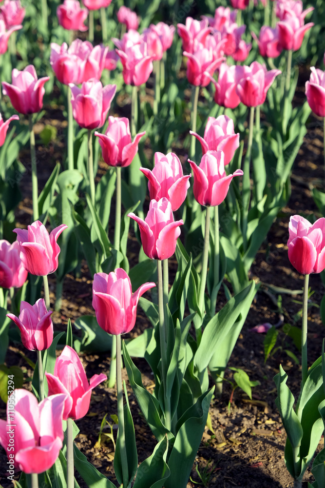 Pink tulips in the garden in sunny spring day vertical photo close-up Pink tulips in the garden in sunny spring day vertical photo close-up
