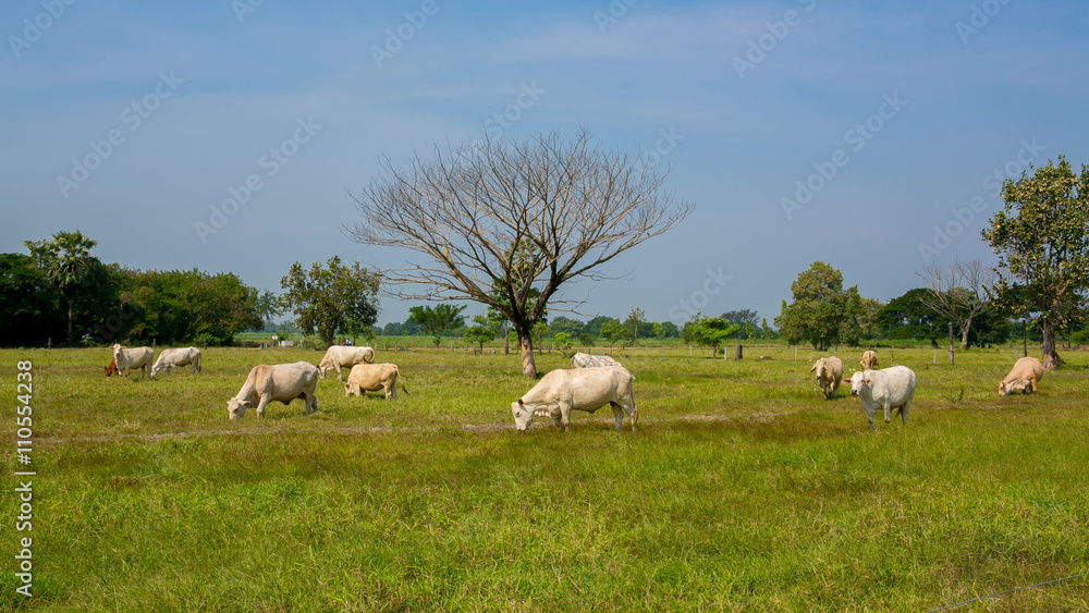 Cows grazing on a green summer meadow Cows grazing on a green summer meadow