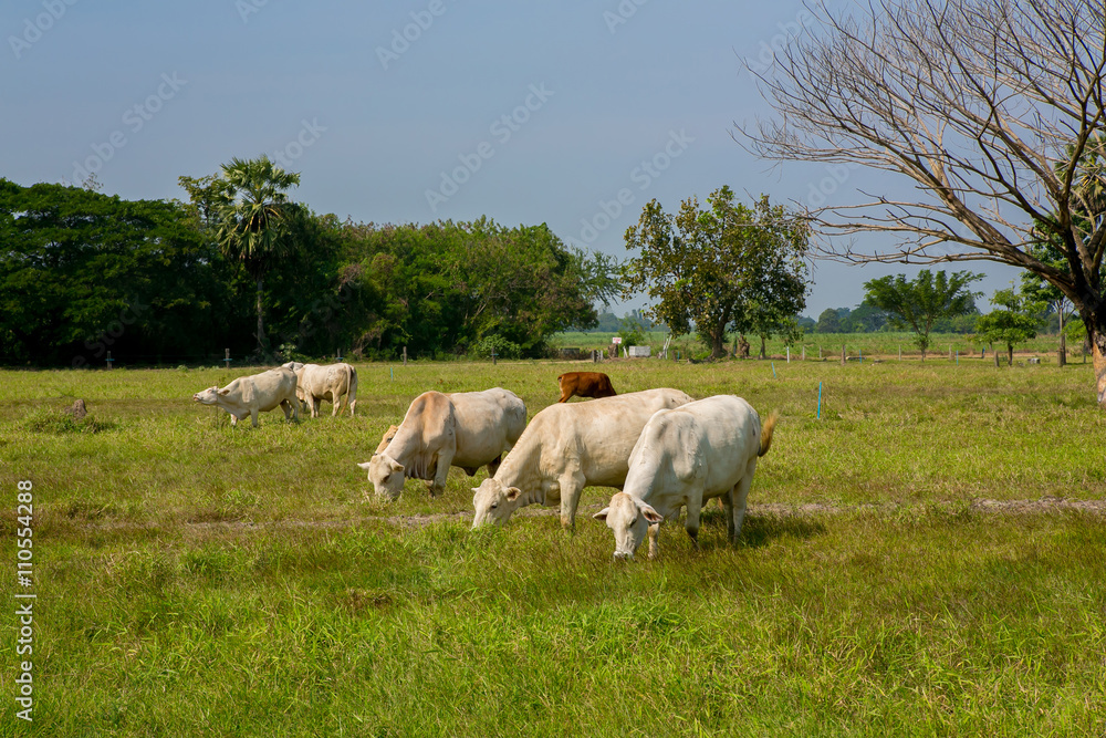 Cows grazing on a green summer meadow Cows grazing on a green summer meadow