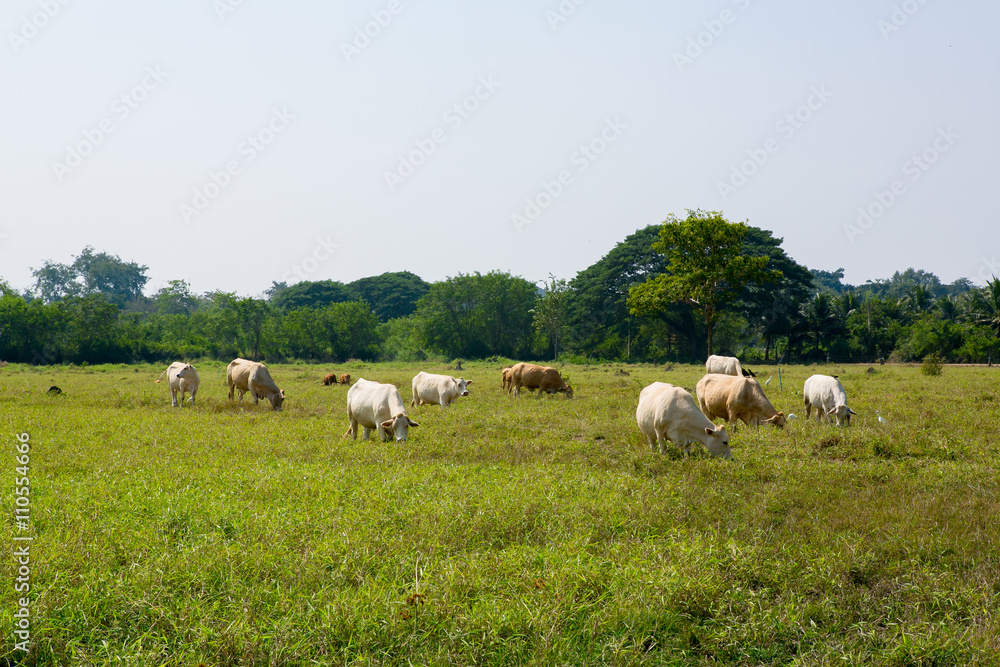 Cows grazing on a green summer meadow Cows grazing on a green summer meadow