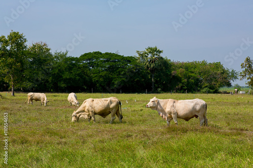 Cows grazing on a green summer meadow