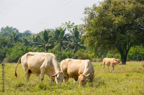 Cows grazing on a green summer meadow