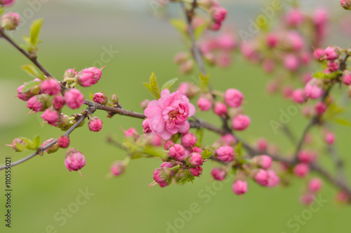 A branch of cherry blossoms. Pink cherry buds and flowers on a blurred green background.