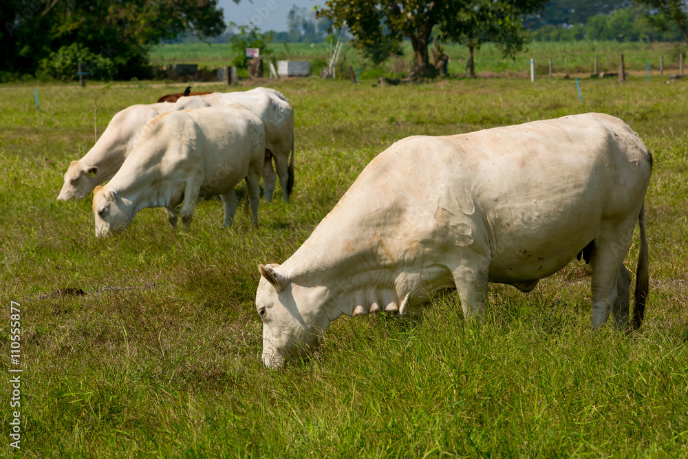 Cows grazing on a green summer meadow Cows grazing on a green summer meadow