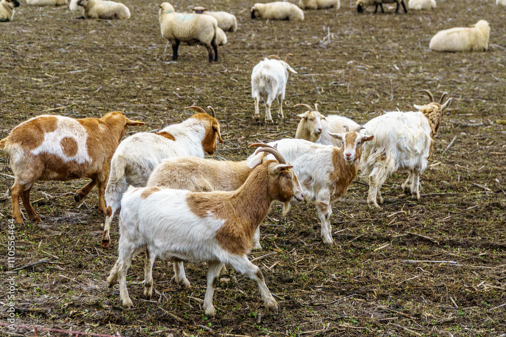 Obraz premium Flock of goats