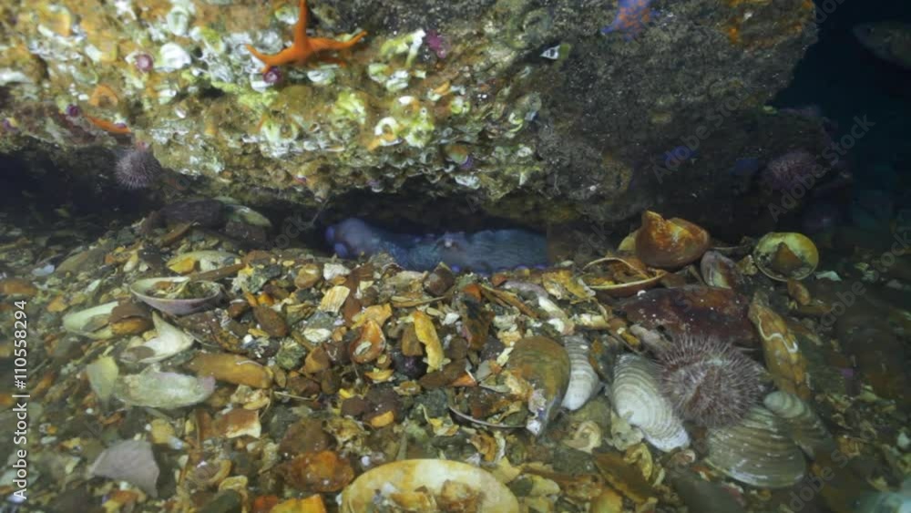 Big octopus in the stone seabed in search of food. Amazing underwater world and the inhabitants, fish, stars, octopuses and vegetation of the Sea of Japan. Big octopus in the stone seabed in search of food. Amazing underwater world and the inhabitants, fish, stars, octopuses and vegetation of the Sea of Japan.