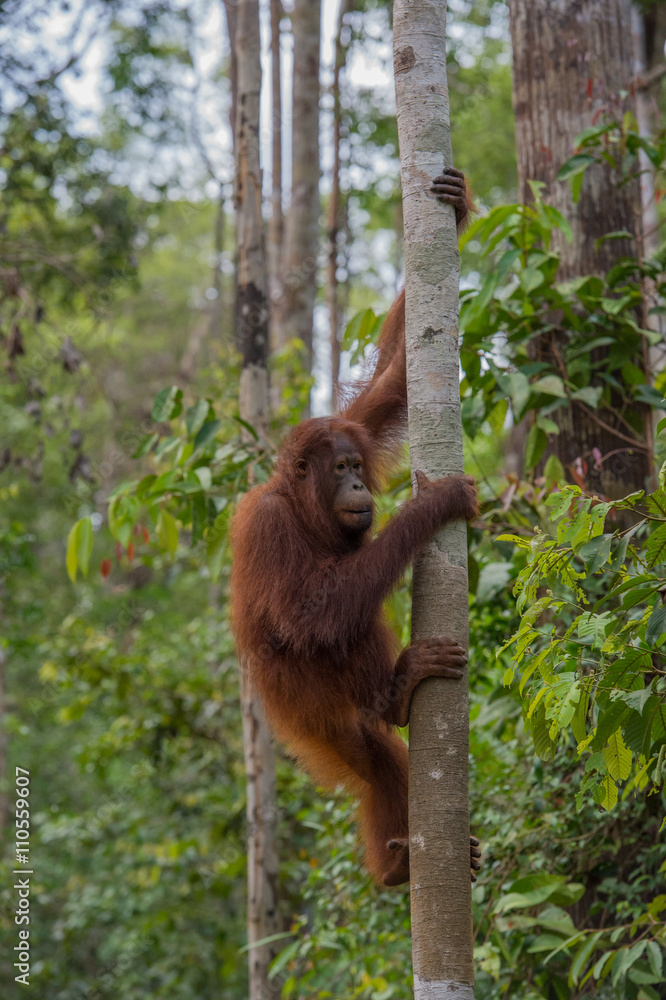 Fototapeta premium Nimble orangutan climbing a tree closer to the sky in the jungles of Indonesia (Borneo / Kalimantan)