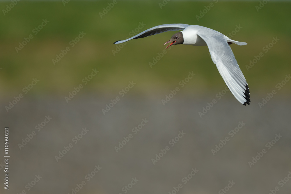 Black headed gull Black headed gull