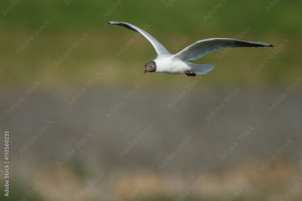 The black-headed gull (Chroicocephalus ridibundus) The black-headed gull (Chroicocephalus ridibundus)