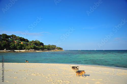 Fototapeta Naklejka Na Ścianę i Meble -  Dogs on the Beach