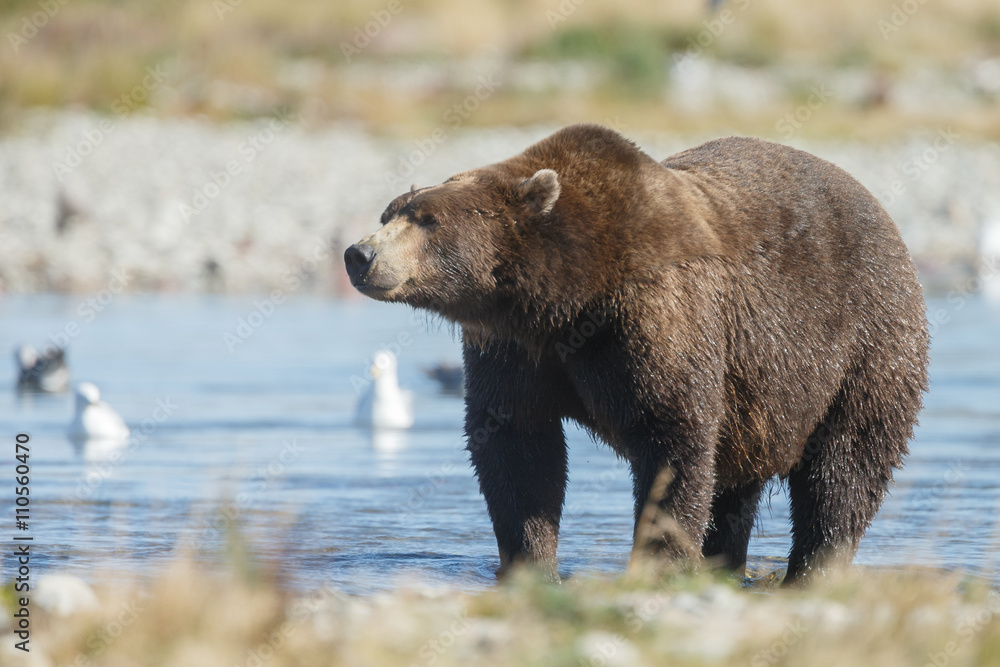 Fototapeta premium Brown bear standing in a river and eating or chasing slamon