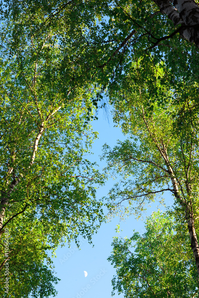 Obraz premium forest birch