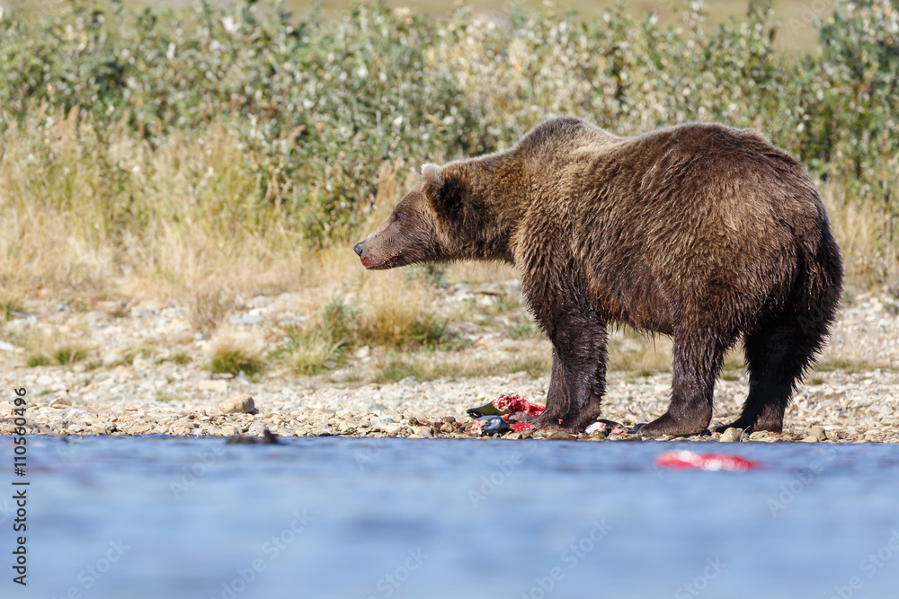 Fototapeta premium Brown bear standing in a river and eating or chasing slamon