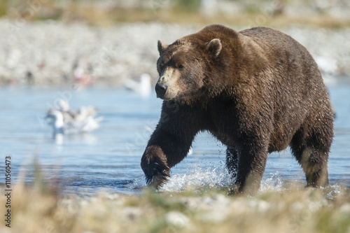 Brown bear standing in a river and eating or chasing slamon © Menno Schaefer
