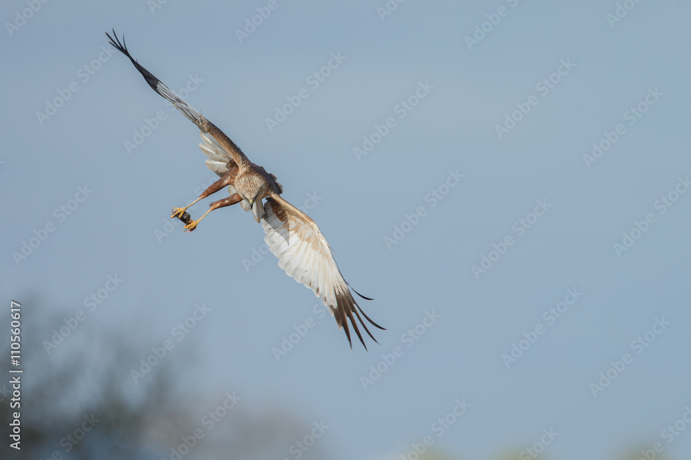 The western marsh harrier male (Circus aeruginosus) in flight during mating season The western marsh harrier male (Circus aeruginosus) in flight during mating season
