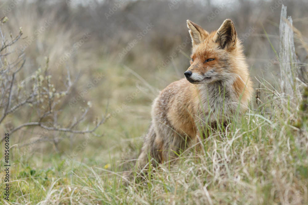 Red fox between bushes