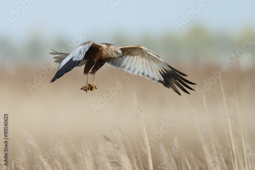 Obraz na płótnie The western marsh harrier male (Circus aeruginosus) in flight during mating seas