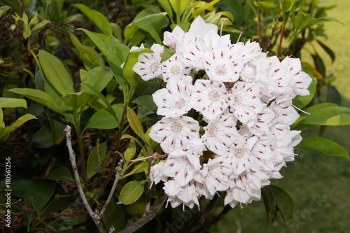 小石川植物園のカルミア