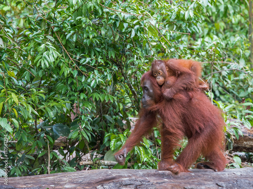 Mama orangutan goes on a log with a baby on her back (Borneo, Indonesia) photo
