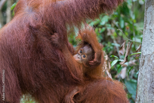 Child-orangutan peeks out from under the shoulder of his mother in the jungles of Indonesia (Borneo)