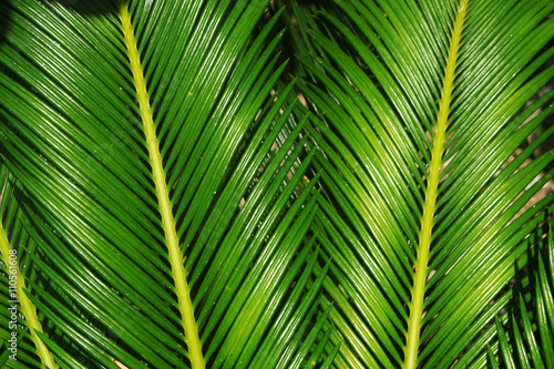 green palm leaves is background texture.