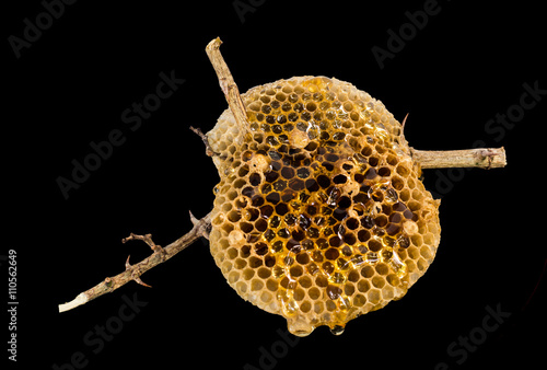 Natural beehive isolated on dark background and clipping path