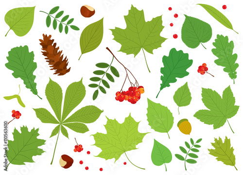 Vector set of different, colourful, isolated tree leaves, Rowan berries, acorn, chestnuts and pine cone on white background. photo