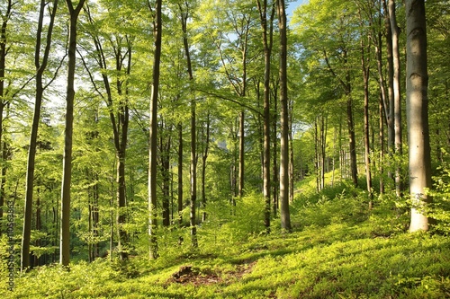 Spring beech forest