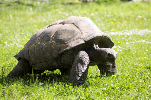 Aldabra Tortoise, Dipsochelys dussumieri, grazing on grass