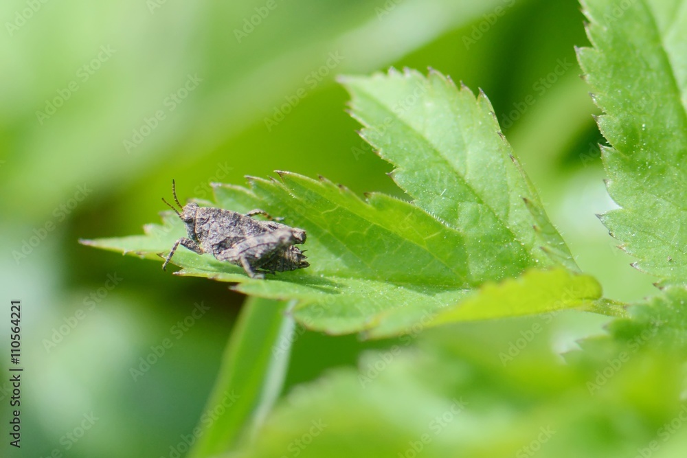 little cicada, macro little cicada, macro