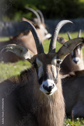 portrait Roan antelope, Hippotragus equinus