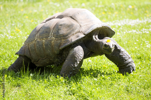 Aldabra Tortoise, Dipsochelys dussumieri, grazing on grass photo