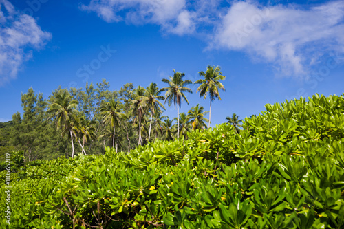 Tropical landscape, coconut palm trees ans bushes with blue sky.