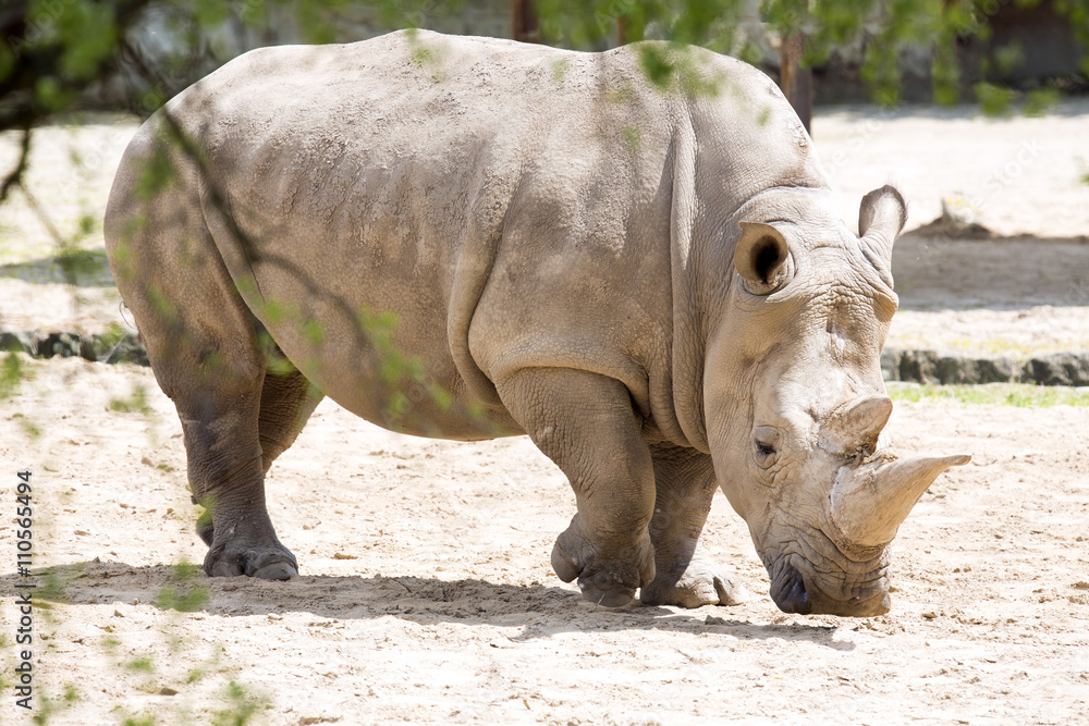 Southern White Rhinoceros, Ceratotherium s. simum Southern White Rhinoceros, Ceratotherium s. simum