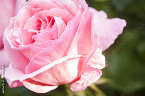 Macro Pink Petal Rose