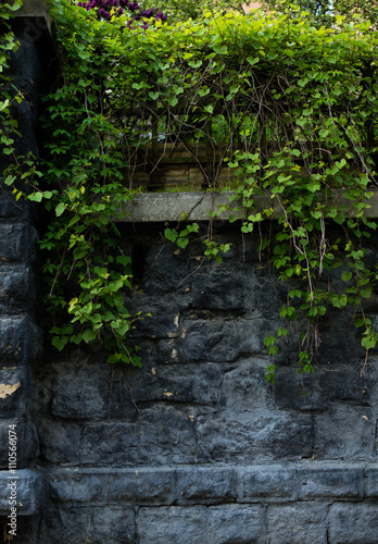 Gray wall with green leaf