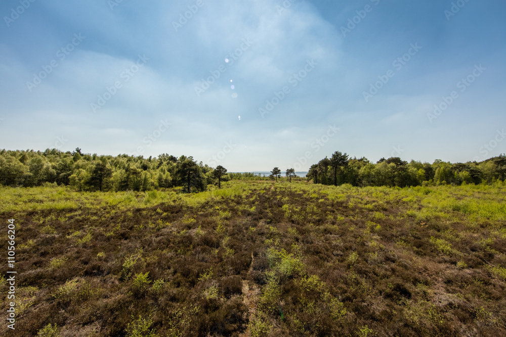 Sumpflandschaft im Naturpark Steinhuder Meer Sumpflandschaft im Naturpark Steinhuder Meer