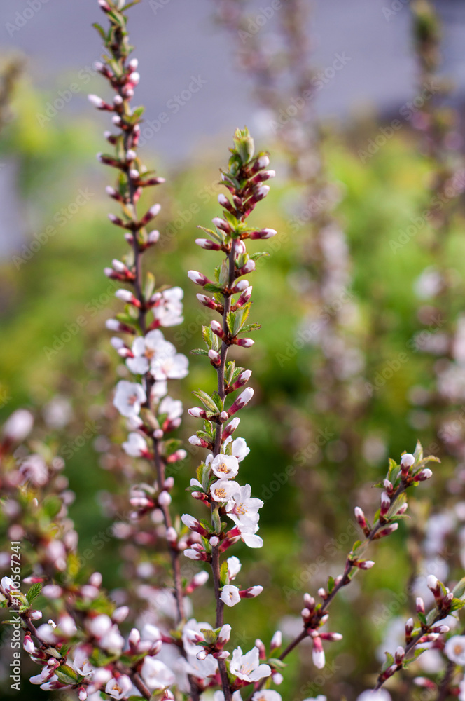 Spring flowering trees Spring flowering trees
