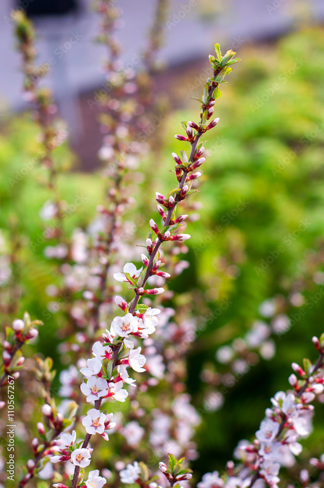 Spring flowering trees Spring flowering trees
