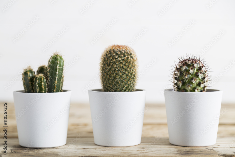 Three cactus plants - obrazy, fototapety, plakaty 