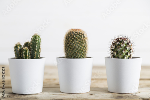 Three cactus plants