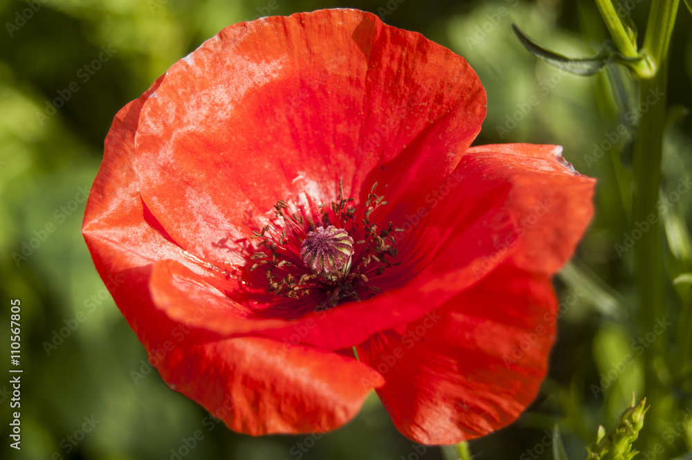 Macro red Poppy on blur background Macro red Poppy on blur background