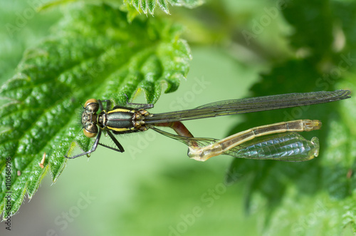 Deformed large red damselfly (Pyrrhosoma nymphula). A freshly emerged immature adult damselfly in the family Coenagrionidae, with abdomen twisted around wing