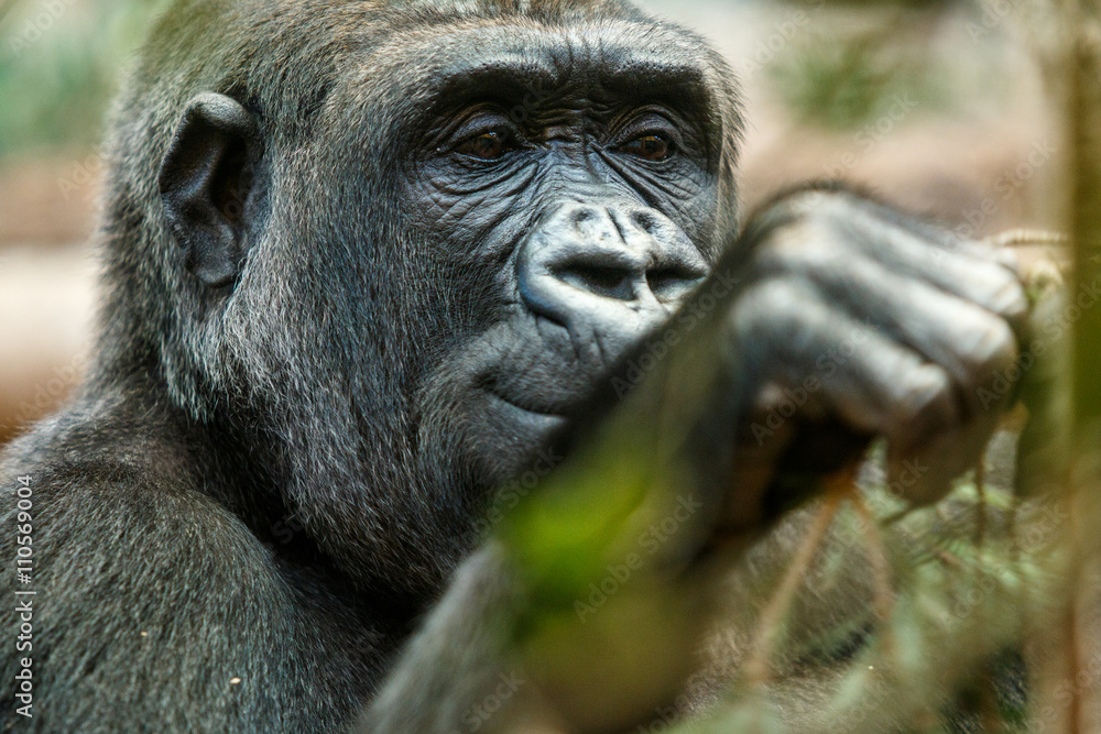 Obraz premium Gorila portrait