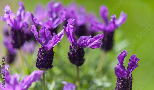 Butterfly lavender  green Garden Background
