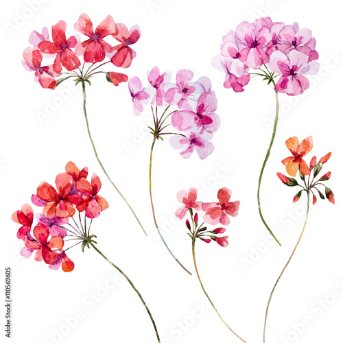Watercolor geranium floral set photo
